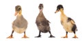 Three duckling standing isolated on white background Royalty Free Stock Photo