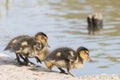 Three ducklings beside the Ornamental lake