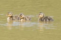 Three ducklings on the Ornamental Pond