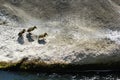 Three ducklings walking on the river rock