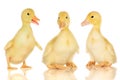 Three ducklings on white Royalty Free Stock Photo