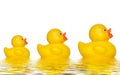 Three ducks Royalty Free Stock Photo