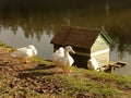 Three Ducks Royalty Free Stock Photo