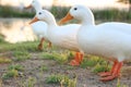 Three ducks Royalty Free Stock Photo