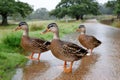 Three ducks crossing wet road in the rain Royalty Free Stock Photo