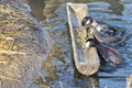 Three ducks eating