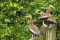 Three ducks on the fence