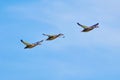 Three ducks in flight Royalty Free Stock Photo