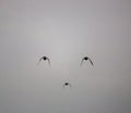 three ducks in flight Royalty Free Stock Photo
