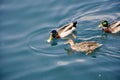 Three ducks floating on blue water surface. Royalty Free Stock Photo