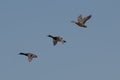Three ducks fly over Jacobson Park in Central Kentucky