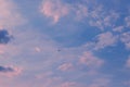 Three ducks flying in the blue sky with white clouds Royalty Free Stock Photo