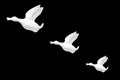 Three ducks flying in formation wall decoration