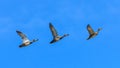 Three ducks flying in a row Royalty Free Stock Photo