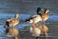 Three Ducks on a Frozen Lake in Winter Royalty Free Stock Photo