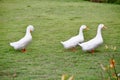 Three ducks in the grass