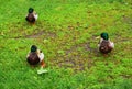 Three ducks on the grass. Royalty Free Stock Photo