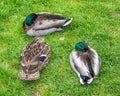 Three ducks on grass Royalty Free Stock Photo
