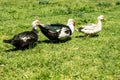 Three ducks on the grass during a sunny day Royalty Free Stock Photo