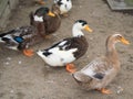 Three ducks Royalty Free Stock Photo