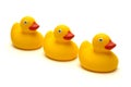 The three ducks isolated Royalty Free Stock Photo