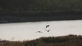 Three ducks made a move in the Egrets feeding pond Royalty Free Stock Photo