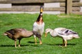 Three ducks pecking Royalty Free Stock Photo