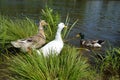 Three Ducks In The Pond: White Pekin, Mallard Female Left And Mallard Male Right