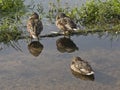 Three ducks in river Royalty Free Stock Photo