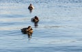 Three ducks in a row Royalty Free Stock Photo