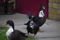 Three ducks in a row Royalty Free Stock Photo