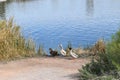 Three ducks in a row Royalty Free Stock Photo