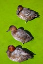 Three ducks Royalty Free Stock Photo