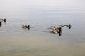 Three ducks in a row swim on the water Royalty Free Stock Photo