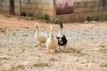 Three ducks in a row. Three ducks on the wild grass Royalty Free Stock Photo