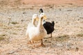 Three ducks in a row. Three ducks on the wild grass Royalty Free Stock Photo