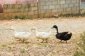 Three ducks in a row. Three ducks on the wild grass