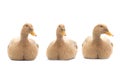 Three ducks sitting isolated on white Royalty Free Stock Photo