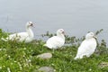 Three ducks sitting in a row watching in the same direction at lakeside Royalty Free Stock Photo