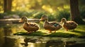 Golden Hour Ducks by Pond, Serene Nature Scene Royalty Free Stock Photo