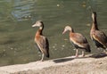 Three ducks standing near water Royalty Free Stock Photo