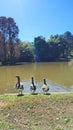 The Three Ducks Standing Viewing the Horizon Royalty Free Stock Photo