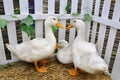 Three ducks on the straw. Royalty Free Stock Photo