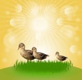 Three ducks in sun shine