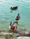 Three ducks