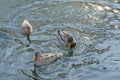 Three ducks swim in the pond. Royalty Free Stock Photo