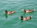 Three ducks swimming in a green coloured lake Royalty Free Stock Photo