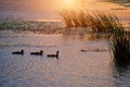 Three ducks swimming lake against background sunset reflected in pond Royalty Free Stock Photo