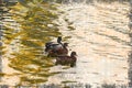 Three ducks swimming in a pond.Natural habitat Royalty Free Stock Photo