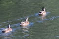 Three ducks swimming in a row on water Royalty Free Stock Photo